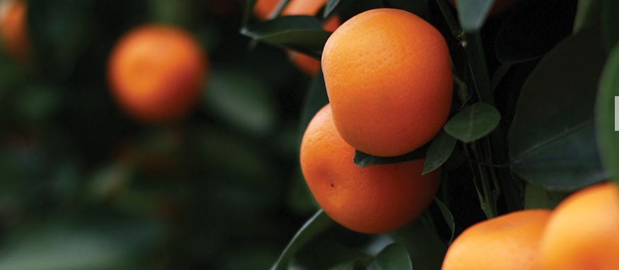 Lodha The Park Organic Garden