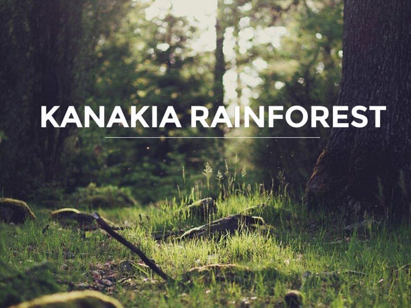 Kanakia Rainforest Banner2