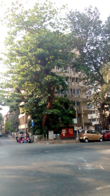 1 BHK Semi-Furnished in Carmel , Nepeansea Road