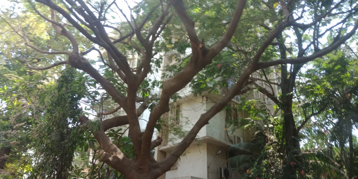 1 BHK Unfurnished in Juhu Ashish