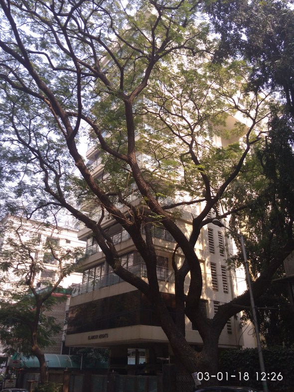 1 BHK Semi-Furnished in Bombay market apartment , Tardeo