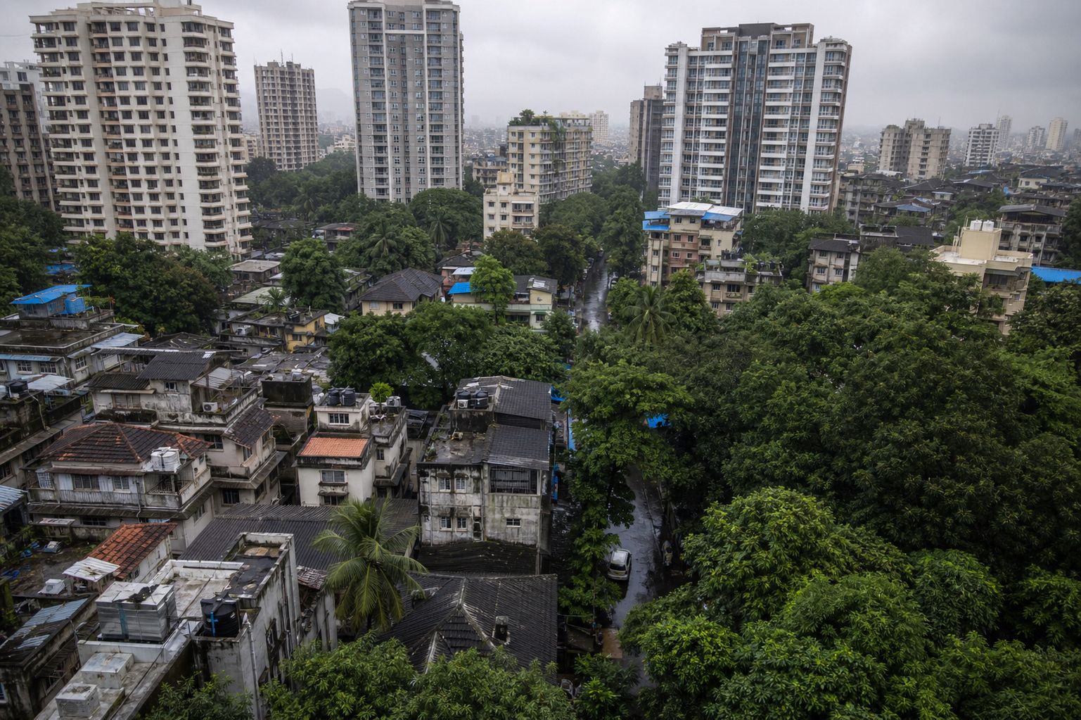 3169 Dharavi Trees Face Clearance Decision