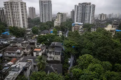 3169 Dharavi Trees Face Clearance Decision