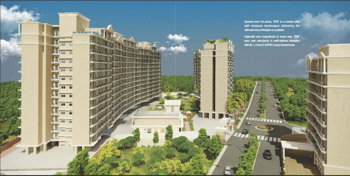 Iris